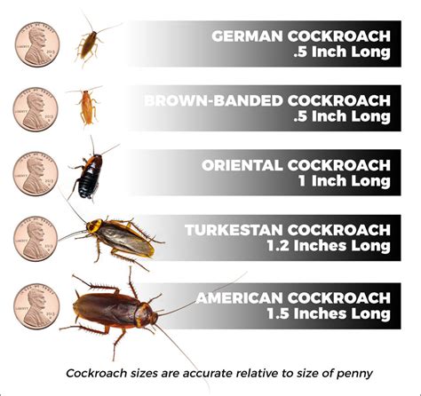 Types Of Cockroaches - Corky's Pest Control Services & Termite Services in San Diego, Los ...