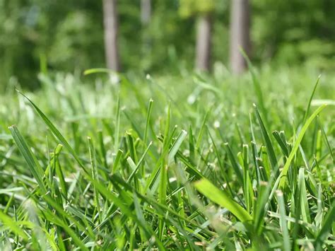 Benefits of Growing Bermuda Grass | Inspect-All Pest Services - Pest ...