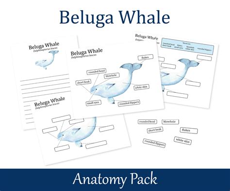 Beluga Whale Anatomy - Abba Humananatomy