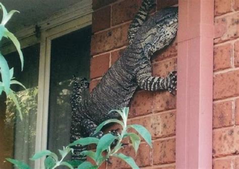 Australian man shocked to find monster lizard scaling side of home, World News - AsiaOne