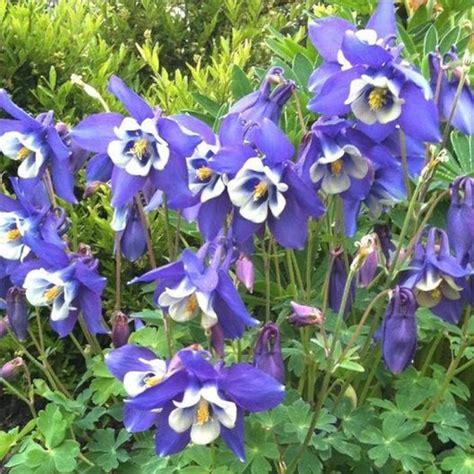 100 Blue Star Columbine Flower Seeds For Spring Plantings | Etsy