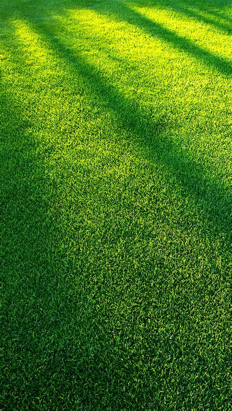 Details 66+ green grass wallpaper - in.cdgdbentre