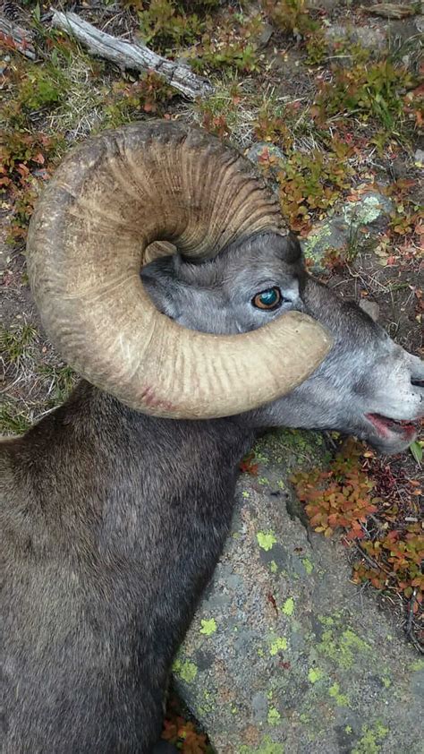 Bighorn Sheep Hunting Guides – Horn Fork Guides