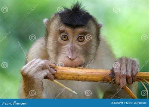 Macaque Monkey Widely Open With Its Mouth And Showing Sharp Teeth Royalty-Free Stock Photo ...