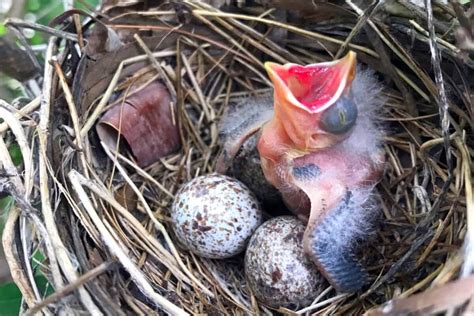 Cardinal Eggs: All You Need to Know (With Pictures)