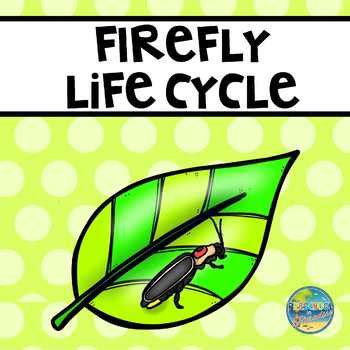 Life Cycle of a Firefly by Preschool in Paradise | TpT