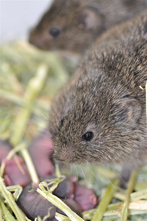 Some Prairie Vole Brains Are Better Wired for Sexual Fidelity - UT News