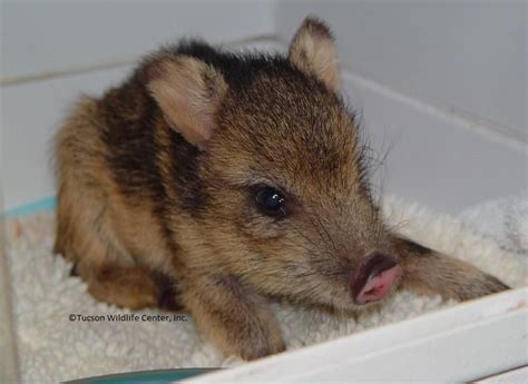 Tucson Wildlife Center gives tips to prevent baby javelinas from ...