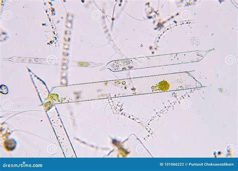 Marine Aquatic Plankton Under Microscope View Stock Photo - Image of night, aquatic: 101066222