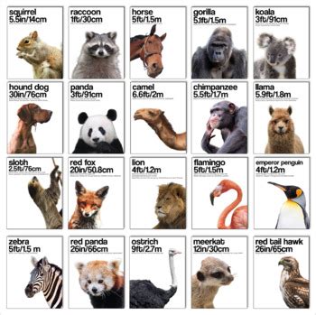 ARE YOU AS TALL AS - ANIMAL HEIGHT COMPARISON CHART by TheBookWrangler