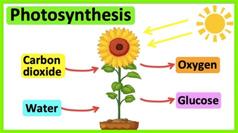 Photosynthesis 🌷 | What is photosynthesis? | Step-by-step process - YouTube