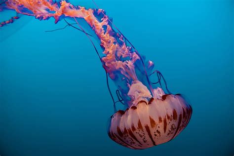 HD wallpaper: photo of brown and blue jellyfish, pink jellyfish, jelly fish | Wallpaper Flare