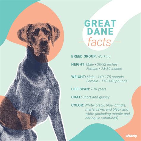 Great Dane Dog Breed: Facts, Temperament and Care Info