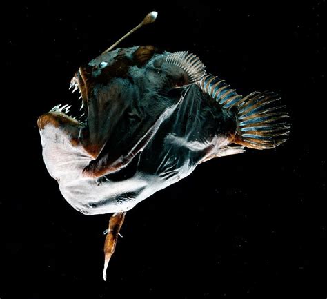 Anglerfish Mating | Male | Facts | Ark | Pictures | Size