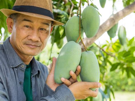 Owner of the Mango Orchard Examining Mango in Orchard Stock Image - Image of organic, commerce ...