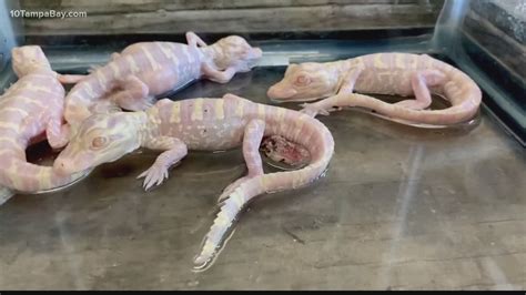 Albino Alligator