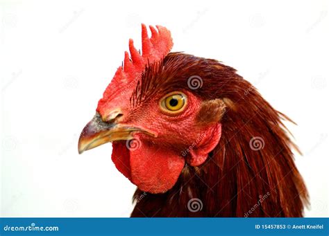 Red hen stock image. Image of homegrown, food, agriculture - 15457853