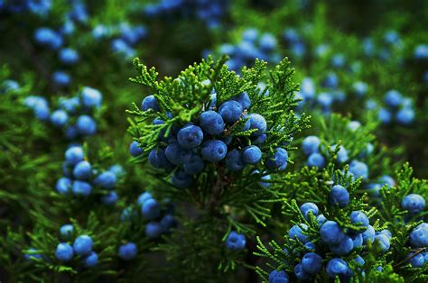 Identifying the Common Juniper Tree