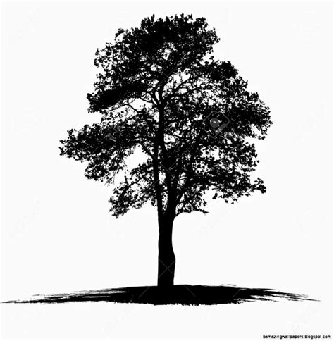 Black And White Tree Drawings | Amazing Wallpapers