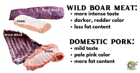 Wild Boar Meat Vs Domestic Pork - OutdoorsChef