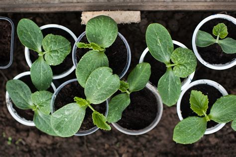 Pumpkin Seed Starting Tips -- Harvest to Table