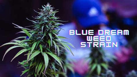 Blue Dream Weed Strain: Everything You Need To Know