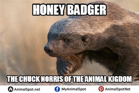 honey badger Meme | Meaning & History | Dictionary.com