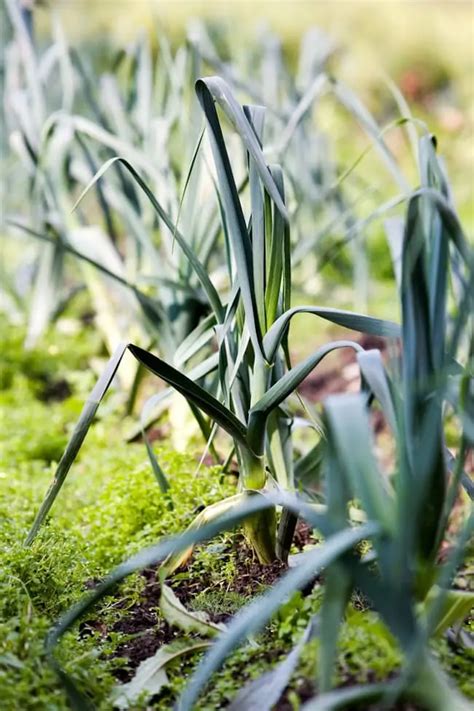 13 Frost Tolerant Vegetables - Fall Vegetables to Plant Now - Mom Foodie