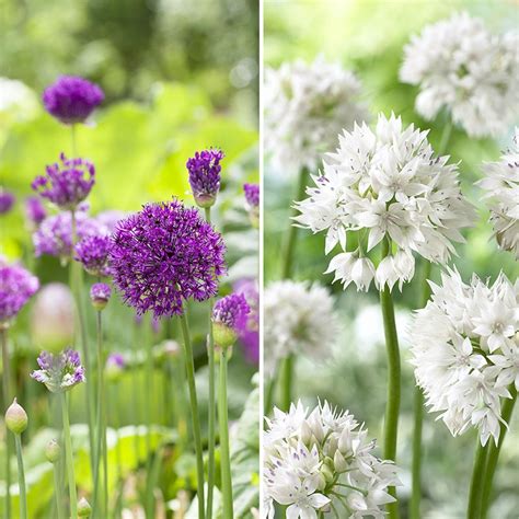 Purple Blend Allium Mix | American Meadows