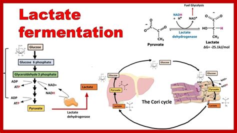 Lactic Acid Fermentation Equation