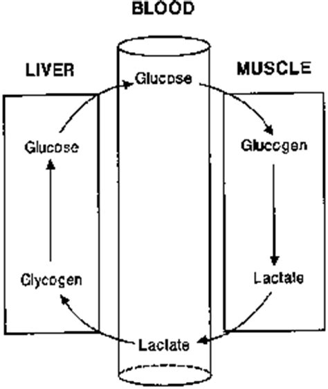 Lactic acid cycle | definition of lactic acid cycle by Medical dictionary