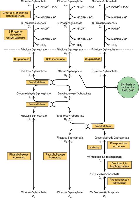 Glucose 6 Phosphate Pathway