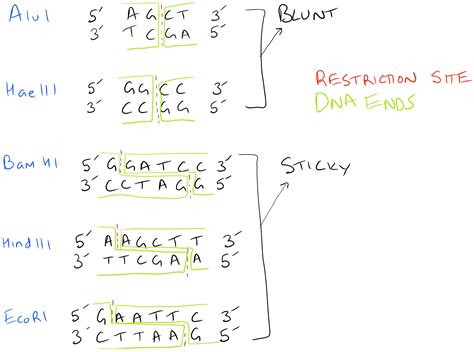 Ligate Sticky Ends via DNA Ligation - SciGine