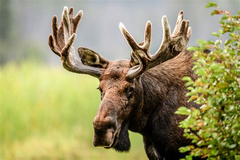 Moose Attacks and Gores Colorado Hunter Who Fired Arrow at It and ...