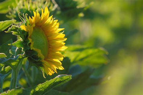 Sunflower field view 12713436 Stock Photo at Vecteezy