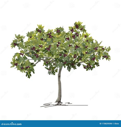 Young Fig Tree Ficus Carica L. In Summer With Fruit Vector Illustration ...