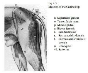 Xiphoid Process Dog