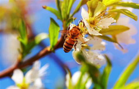 Apple Pollination Chart: A Guide With Simplified Steps for Success - Minneopa Orchards