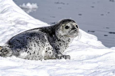 Ice Seal Research in Alaska | NOAA Fisheries