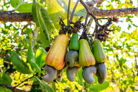 How to Grow Cashew Trees | eBay