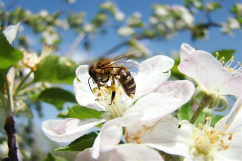 Best Practice Pollination Guide - The Bee Effect