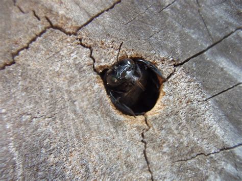 Repairing Carpenter Bee Damage: How To Fill Bee Holes In Wood