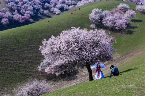 Majestic and stunning sea of apricot blossom in China – Vuing.com