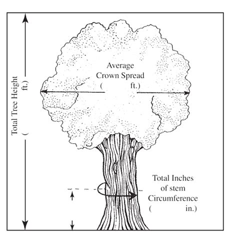 DNR: How to Measure and Identify Big Trees