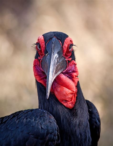 South African Birds Identification