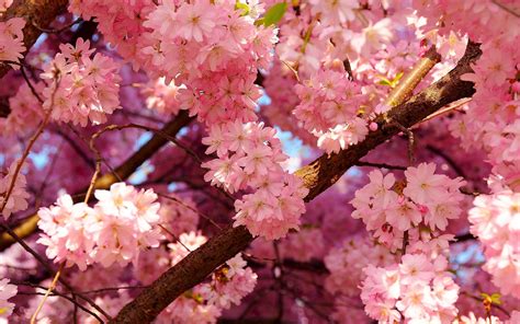 Cherry Blossom Wallpapers - Wallpaper Cave