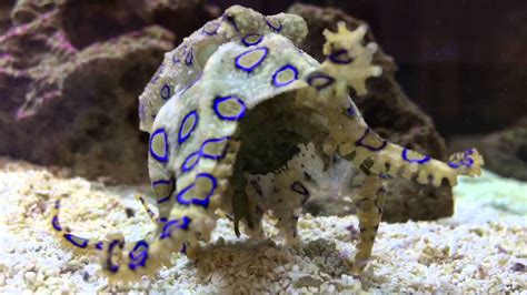 Blue Ringed Octopus Eating A Crab