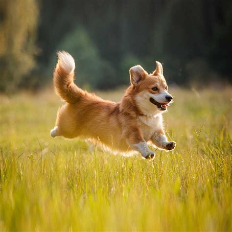 NATIONAL WELSH CORGI DAY - March 1, 2024 - National Today