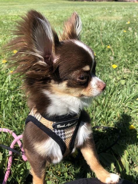 79 Popular How Much Is A Long Haired Chihuahua Puppy With Simple Style ...