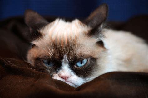 Grumpy Cat Wallpapers - Top Free Grumpy Cat Backgrounds - WallpaperAccess